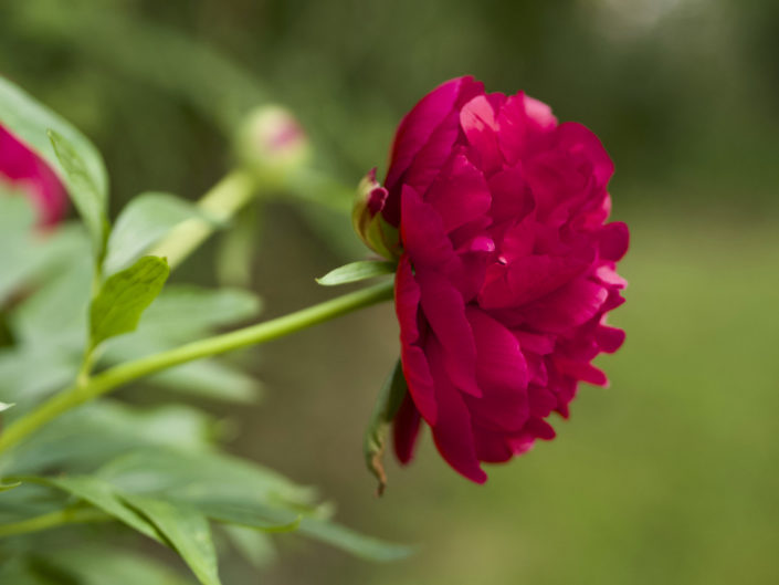 Pivoines herbacées