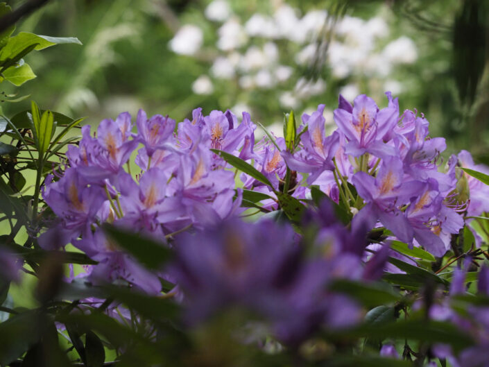 Rhododendron