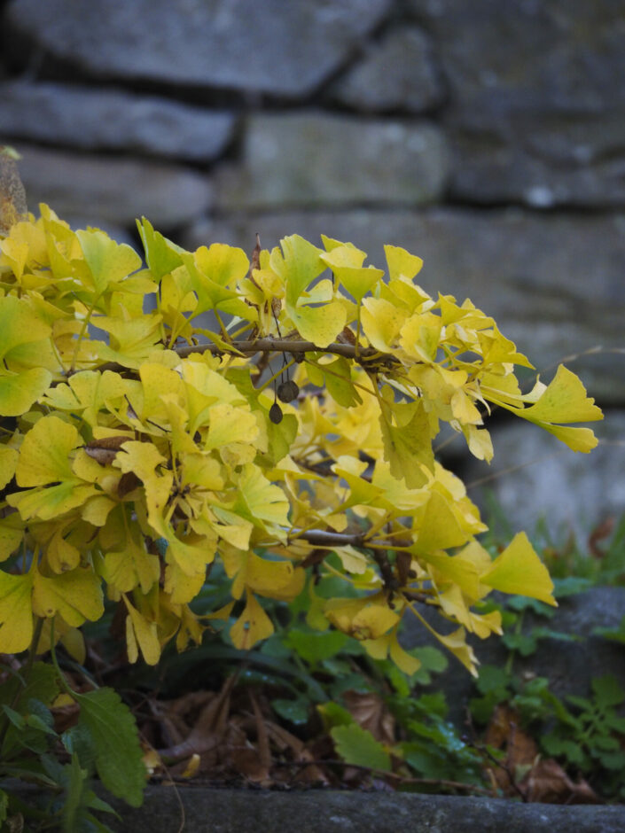 Ginko biloba