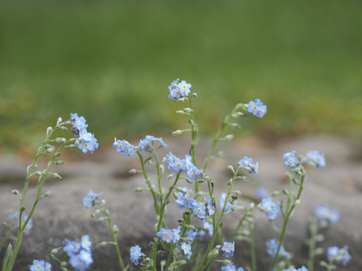 Myosotis