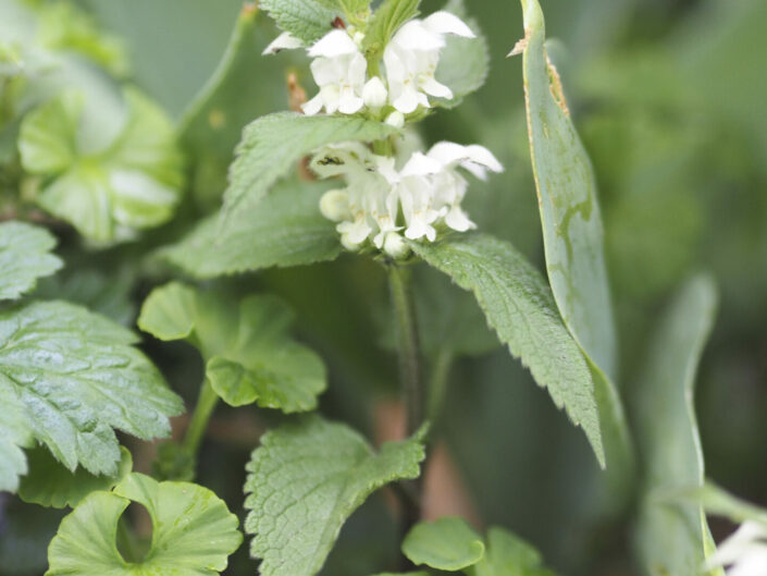 Lamier blanc