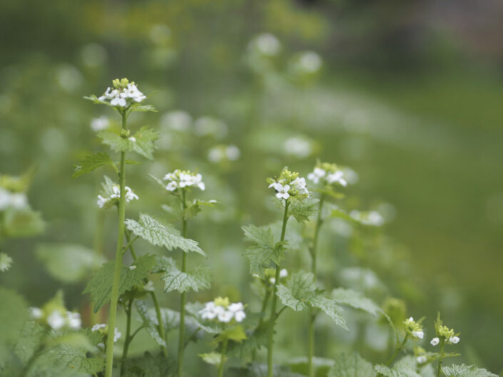 Alliaire officinale